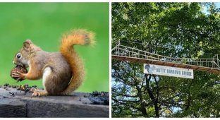 Nut bridge: how the US came up with a way to save furry pedestrians (7 photos + 1 video)