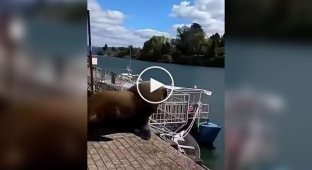 Гігантський мешканець моря налякав туриста