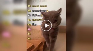Разнообразие кошачьих звуков