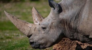 Умер самый старый белый носорог в мире (5 фото + 1 видео)