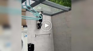 Mission Impossible cat style