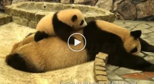 Панда пытается разбудить маму