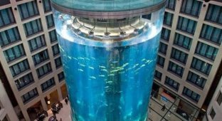 A 16-meter aquarium with 1.5 thousand fish burst in Berlin (6 photos + 3 videos)