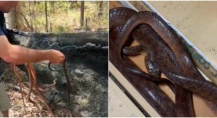 В крыше дома в Австралии нашли множество змей (5 фото + 1 видео)