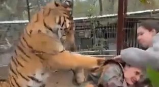 In Mexico, a tiger latched onto a veterinarian (4 photos + 1 video)