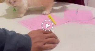 Ветеринар образив кошеня