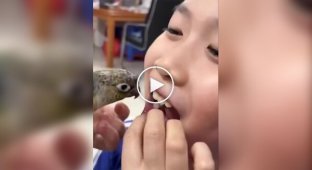 Feathered dentist
