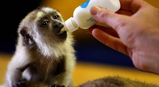 Маленькая обезьянка-ревун (7 фото)