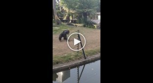 Агресивна мавпа кинула пляшку з водою у дівчину