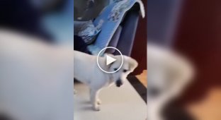 Кошка подумала, что пес обидел котенка