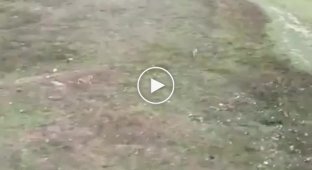 Dramatic dog chase after a hare