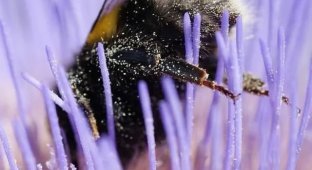 How tired bumblebees sleep after collecting nectar (6 photos)