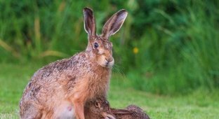 Редкие кадры зайчихи-мамы и зайца-малыша (8 фото)