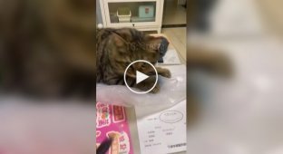Нелюбимі звуки котів