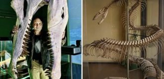 14 жутких доисторических монстры, чьи останки были найдены в разных частях света (15 фото)