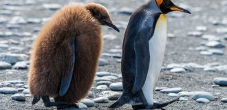 King penguin: why did these birds extend their childhood for 16 months? (13 photos)