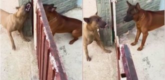 Собачі понти: чому за парканом пси гавкають один на одного, але варто його відкрити — відразу заспокоюються (6 фото + 2 відео)