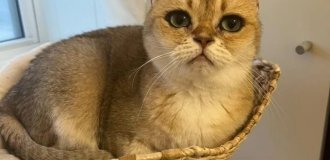 Кошечка с самыми красивыми глазами (6 фото)