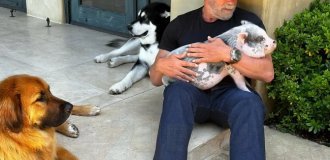 Arnold Schwarzenegger got a pig, a horse and a donkey to overcome his midlife crisis and cope with depression (4 photos + 1 video)