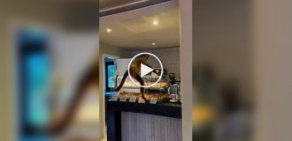 Обезьяна украла пончики