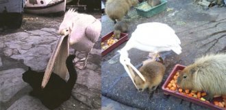 Американський білий пелікан: дзьоб цього птаха — бездонна прірва! (10 фото)