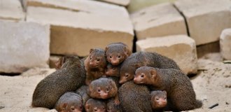 Dwarf mongooses: how to survive when you are the smallest predator in the savannah? (11 photos)