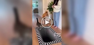 Забавные реакции домашних животных на 3D-ковры с оптической иллюзией