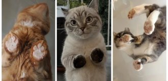 30 фото виду знизу на котячу велич, від яких хочеться м'якнути (31 фото)