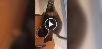 Котенок-гитарист