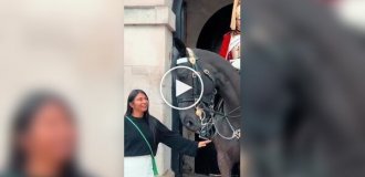 The horse from the Royal Horse Guards also wants affection and love
