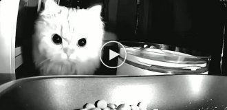 Домашний хищник у кормушки
