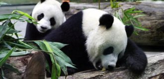 Bears were abused: 12 tourists were banned for life from visiting a panda breeding center in China (4 photos + 1 video)