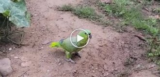 A parrot imitates a chicken