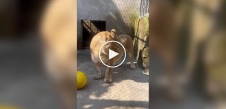 Львица с короткими лапами покоряет интернет