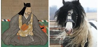 Лошади  с усами, птица-избиратель и 800 групп крови:  10 фактов, которые заставят вас пересмотреть реальность (11  фото)