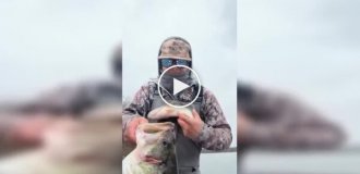 One bass ate another, but a fisherman caught them both