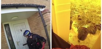 Neighbors' complaints helped the police shut down a drug farm in a residential building (7 photos + 1 video)