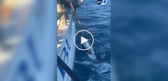 A shark and fishermen fight for a big fish