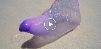 Португальская каравелла