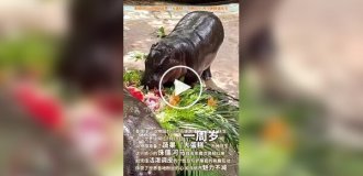 Звезда тайского зоопарка бегемотиха Му Денг празднует свой первый день рождения