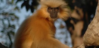 Одна из самых редких обезьян в мире