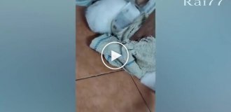Drug courier cat caught on prison fence
