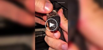 Хозяин помогает змее сбросить кожу