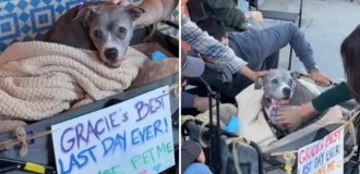 Супруги устроили прощальный день больной собаке (3 фото + 1 видео)