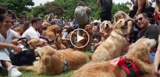 A world record for the number of golden retrievers was set in Buenos Aires