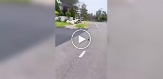 Женщина спасла попугая и обрела друга
