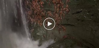 Mass fish climb rocks in Brazil