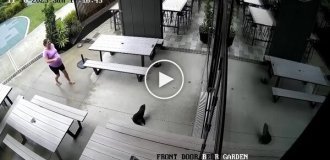 Морський котик пробрався в бар в Новій Зеландії