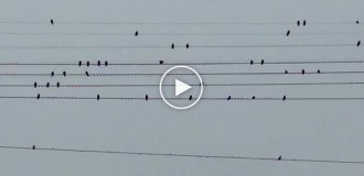 A girl spotted notes in a flock of birds sitting on wires and played a melody