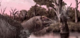 230-кілограмові "гігантські гуси" мешкали в Австралії 50000 років тому (5 фото)